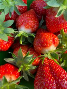 fraises de la ferme de la cacheterie