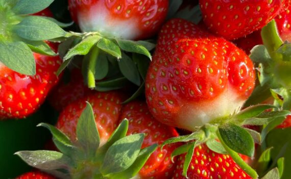 les fraises de la ferme de la cacheterie